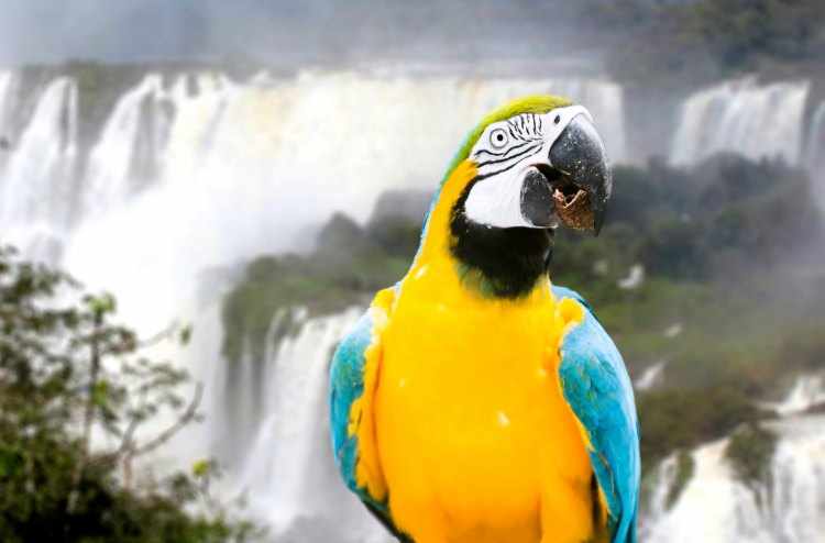 que hacer en cataratas del Iguazu